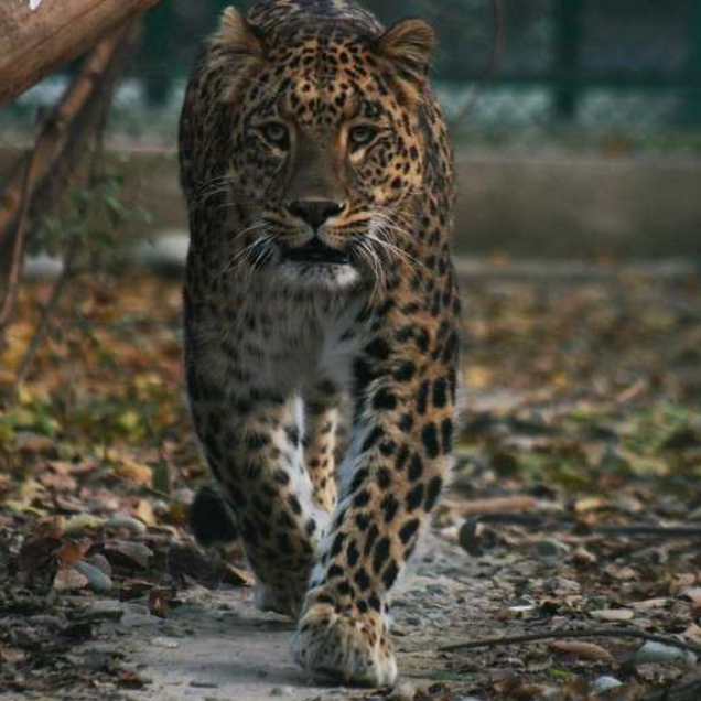 Dachigam National Park